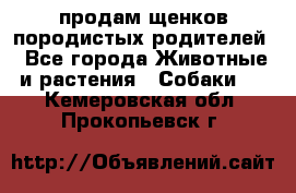 продам щенков породистых родителей - Все города Животные и растения » Собаки   . Кемеровская обл.,Прокопьевск г.